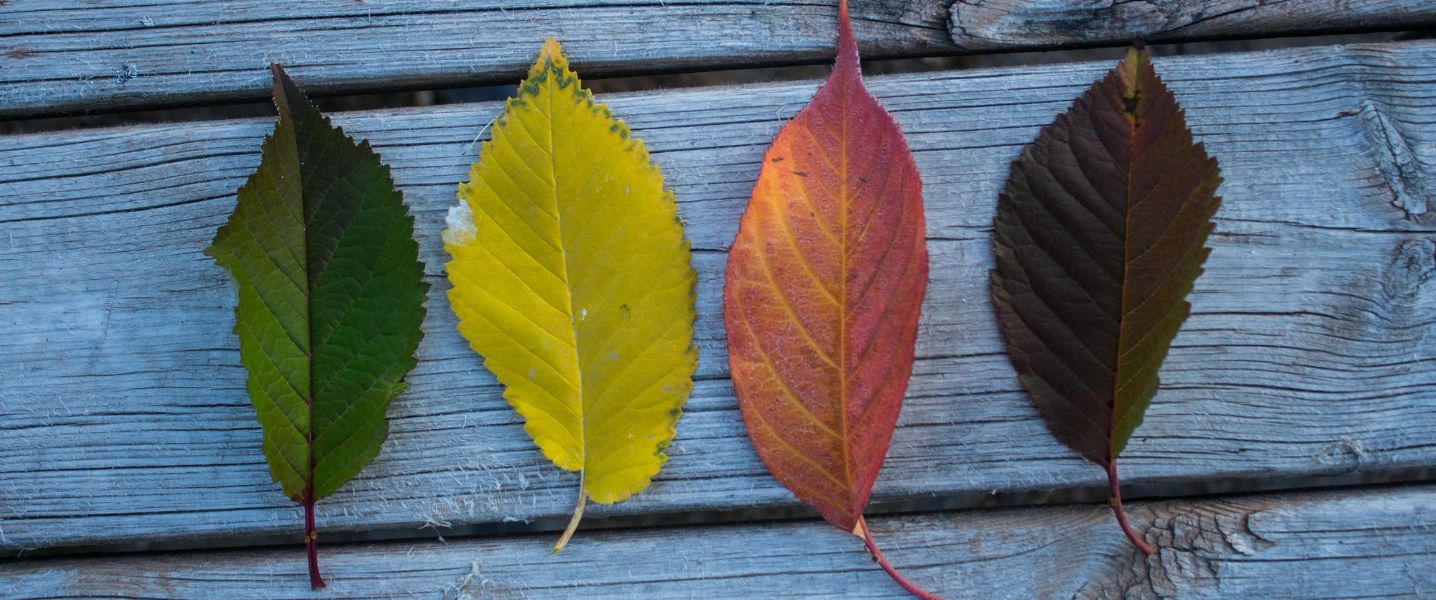 The four seasons of the year