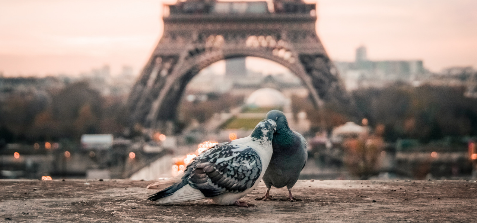 romantic paris birds eiffel tower